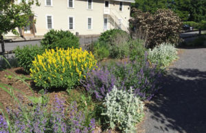 Lansing Community Library Garden