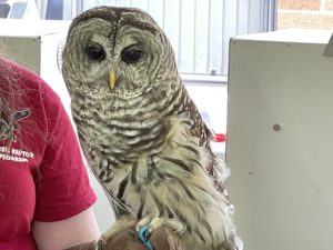 Barred Owl
